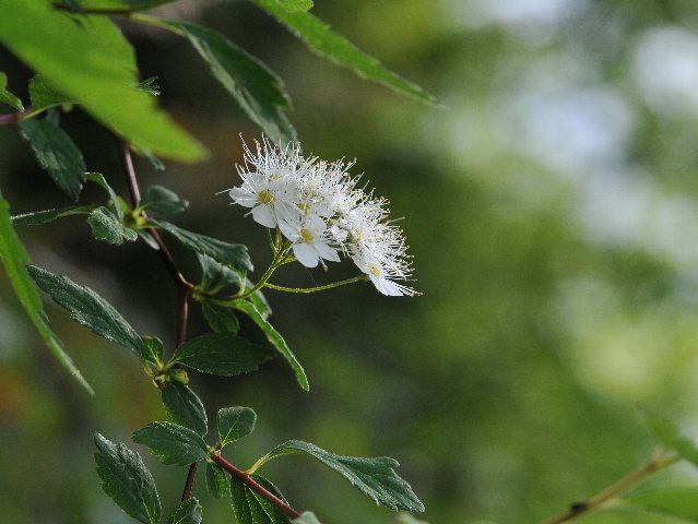 アイズシモツケ